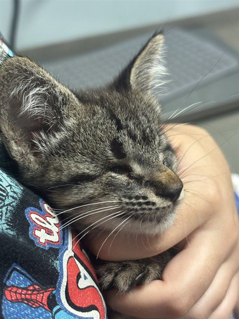 JORDI - Domestic Short Hair available for adoption