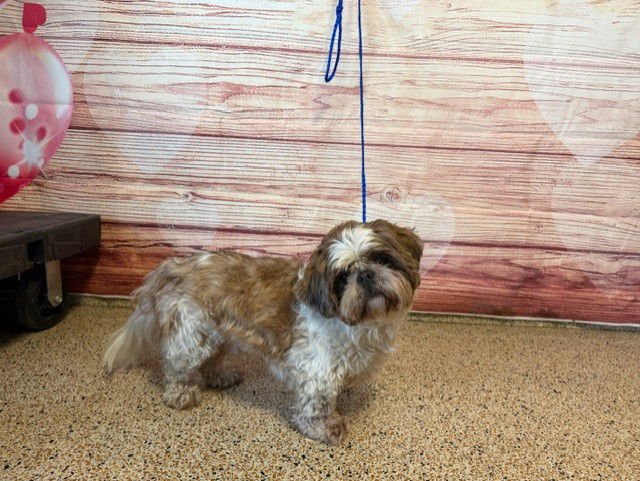 BUNNY - Shih Tzu available for adoption