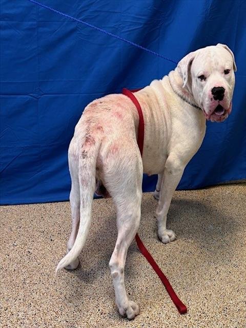 BRAVO - Dogo Argentino available for adoption