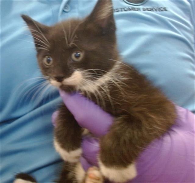 BUTTON - Domestic Long Hair available for adoption