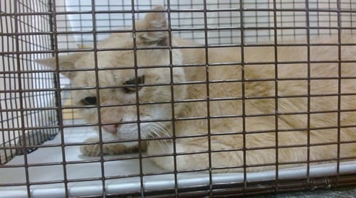 ANGEL - Domestic Short Hair available for adoption