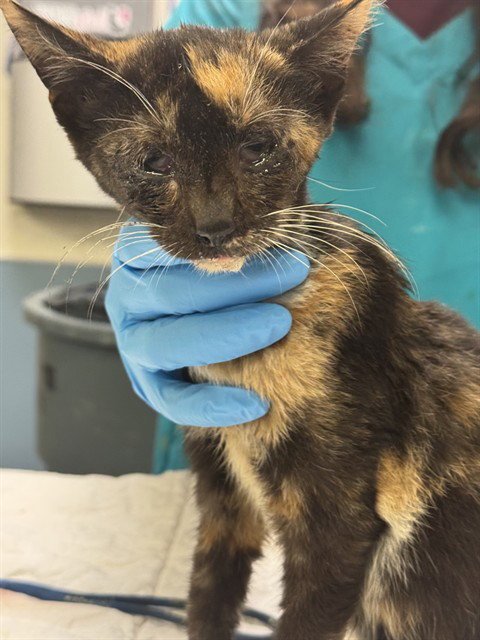MACY - Domestic Short Hair available for adoption
