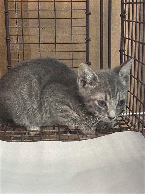 MASON - Domestic Short Hair available for adoption