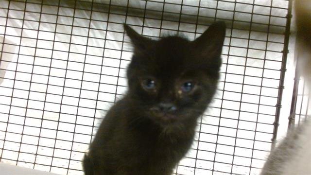 WORCESTERSHIRE - Domestic Short Hair available for adoption