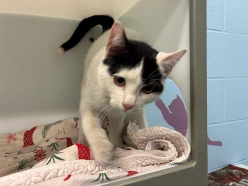 TAILOR MADE - Domestic Short Hair available for adoption