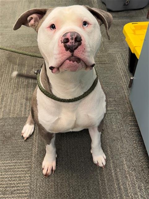BARLEY - Pit Bull Terrier available for adoption