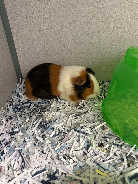 AUTUMN - Guinea Pig available for adoption