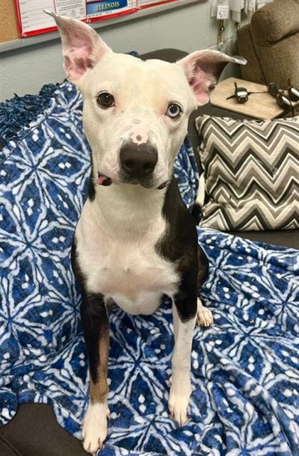 WITCHER - Pit Bull Terrier / Husky for adoption in Peoria