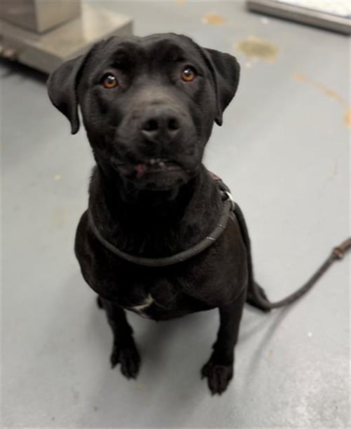 BARNACLE - Labrador Retriever available for adoption