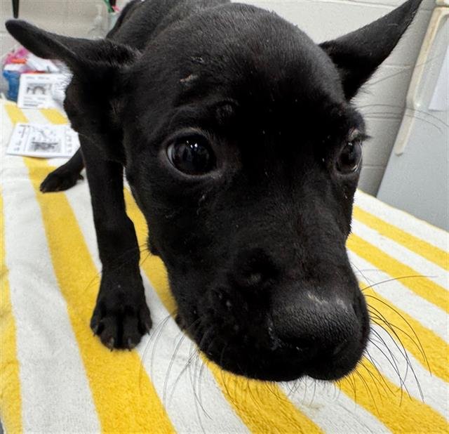 CONEFLOWER - Pit Bull Terrier available for adoption