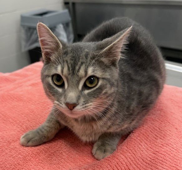 BOMBASTIC - Domestic Short Hair available for adoption