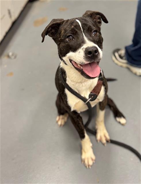 RUGRAT - Pit Bull Terrier for adoption in Peoria