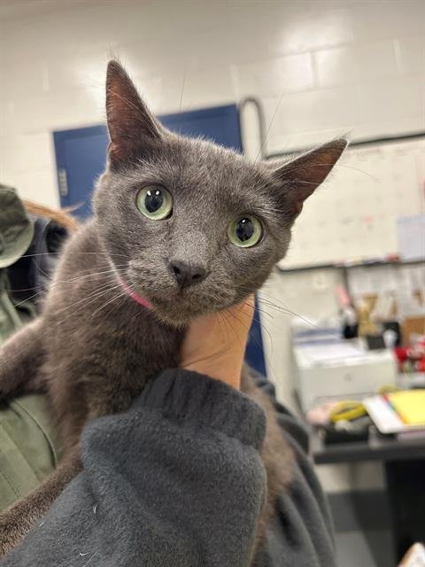 MILO - Domestic Short Hair available for adoption