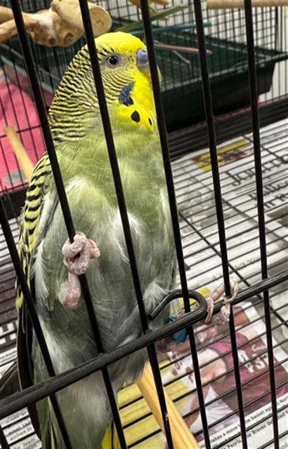 DUNCAN - Parakeet - Other available for adoption