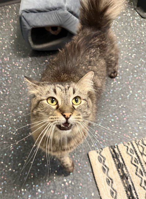 EIGHT - Domestic Long Hair available for adoption