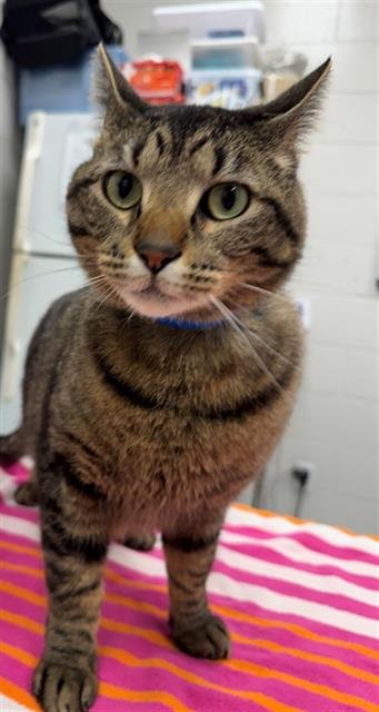 KICKSTAND - Domestic Short Hair available for adoption