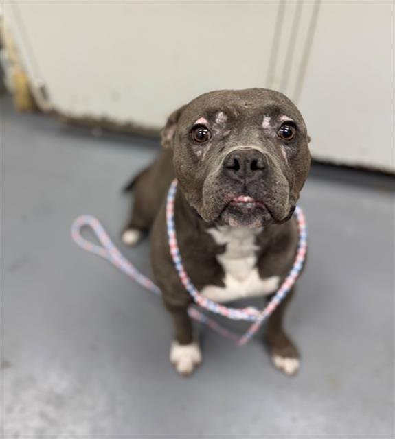 LEAFLET - Pit Bull Terrier available for adoption