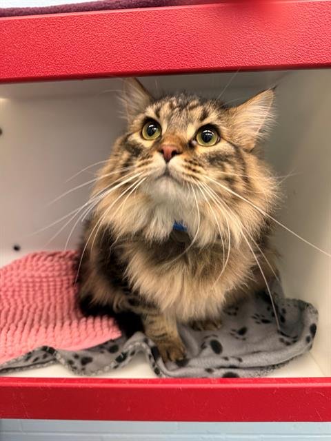 CURLING - Domestic Long Hair available for adoption