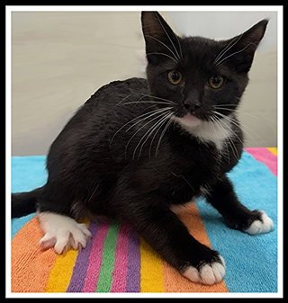 CIRCE - Domestic Short Hair for adoption in Peoria