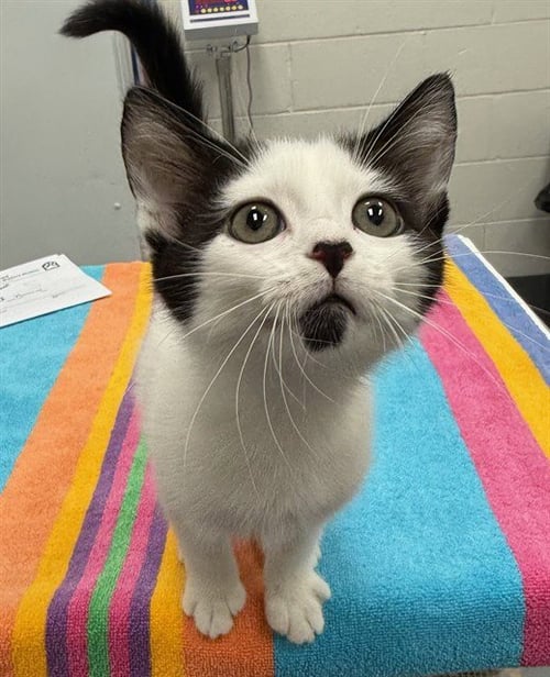HALLOW - Domestic Short Hair available for adoption