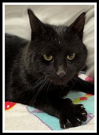 FIGURE SKATER - Domestic Short Hair available for adoption