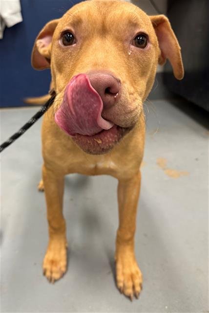 GIDEON - Pit Bull Terrier available for adoption