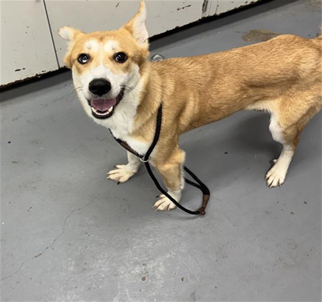 WISDOM - Siberian Husky available for adoption