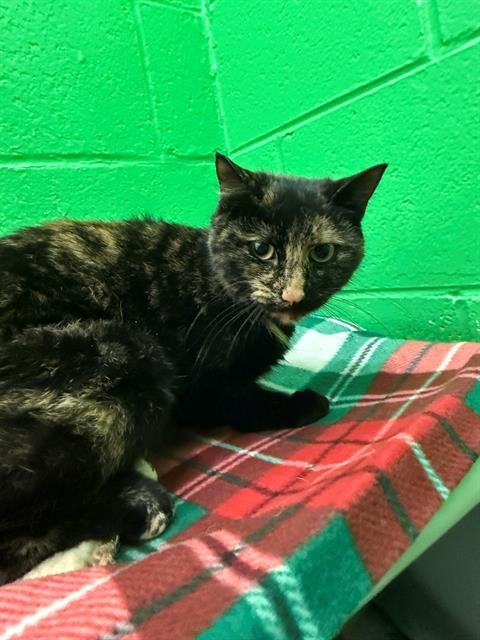 MAEVE - Domestic Short Hair available for adoption