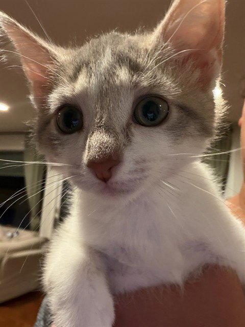 COCO Image