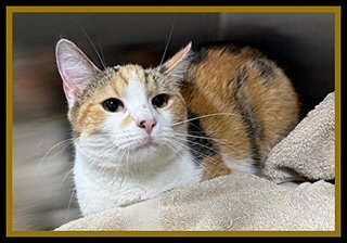 COLLEEN - Domestic Short Hair available for adoption