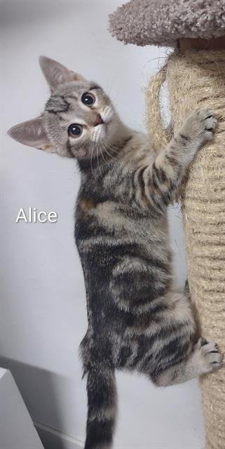 ALICE - Domestic Short Hair available for adoption