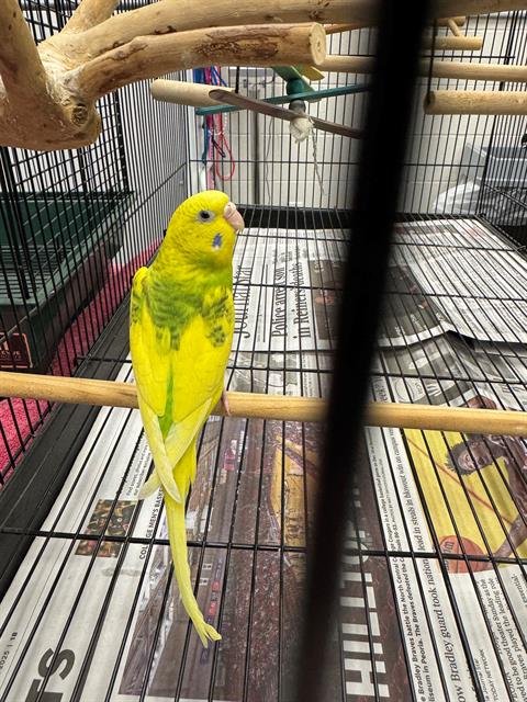 CLAIRE - Parakeet - Other available for adoption