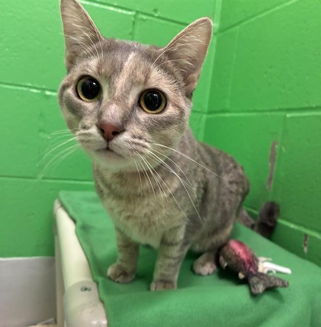 LUCY - Domestic Short Hair available for adoption