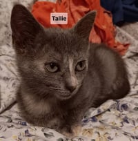 TALLIE - Photo 1