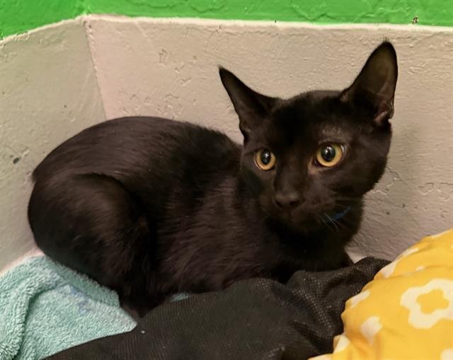 EURYLOCHUS - Domestic Short Hair available for adoption