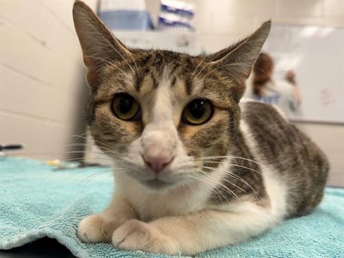 WILDLIFE - Domestic Short Hair available for adoption