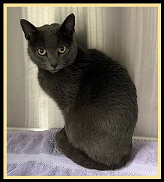 VIOLA - Domestic Short Hair available for adoption