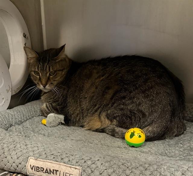 NICKY - Domestic Short Hair available for adoption