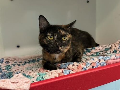 LORA - Domestic Short Hair available for adoption