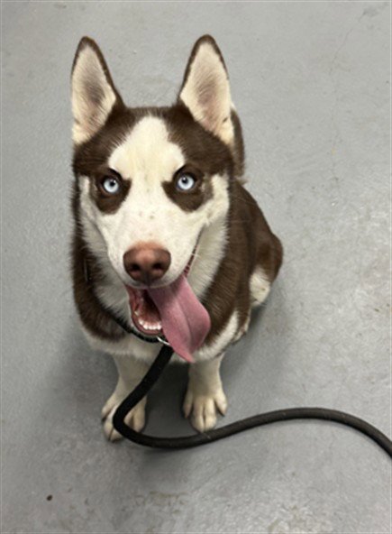 RUPERT Image