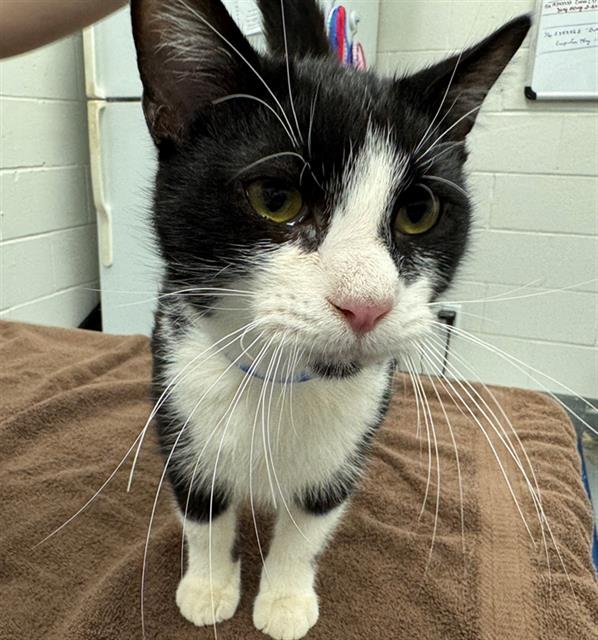 CALLAHAN - Domestic Short Hair available for adoption