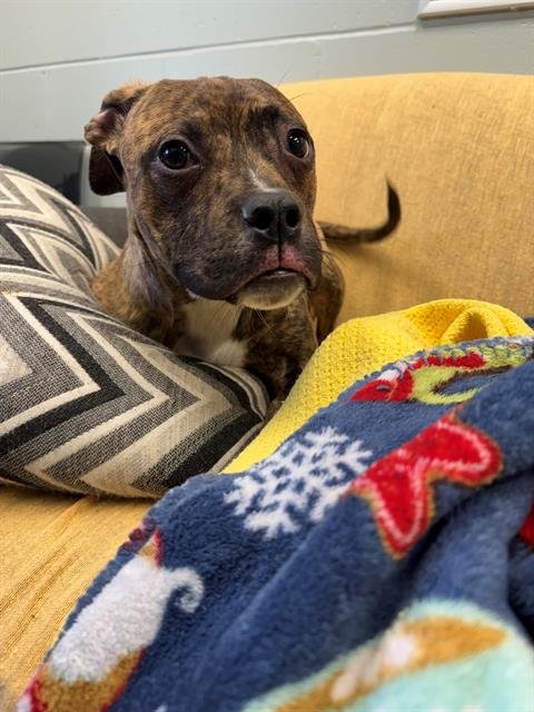 NEREID - Labrador Retriever available for adoption