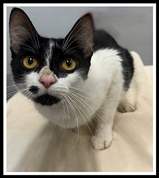 BISCUIT - Domestic Short Hair available for adoption