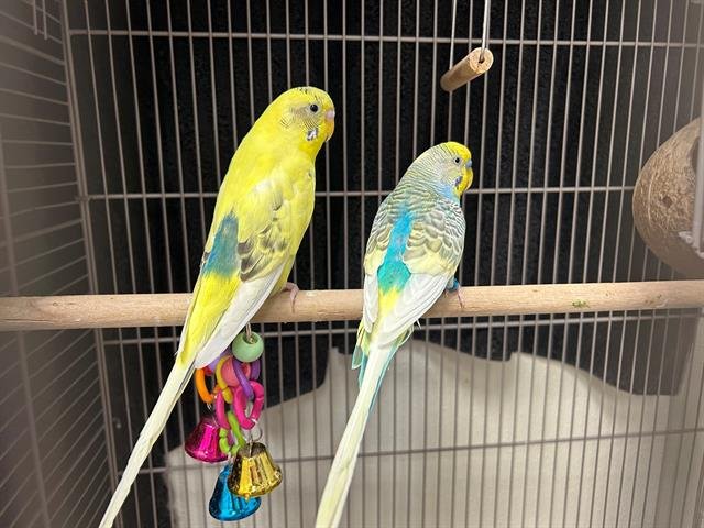 BUTTERCUP - Parakeet - Other available for adoption
