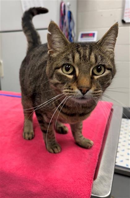 ALFRED - Domestic Short Hair available for adoption