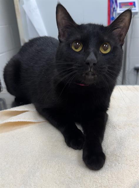 NIAMH - Domestic Short Hair available for adoption