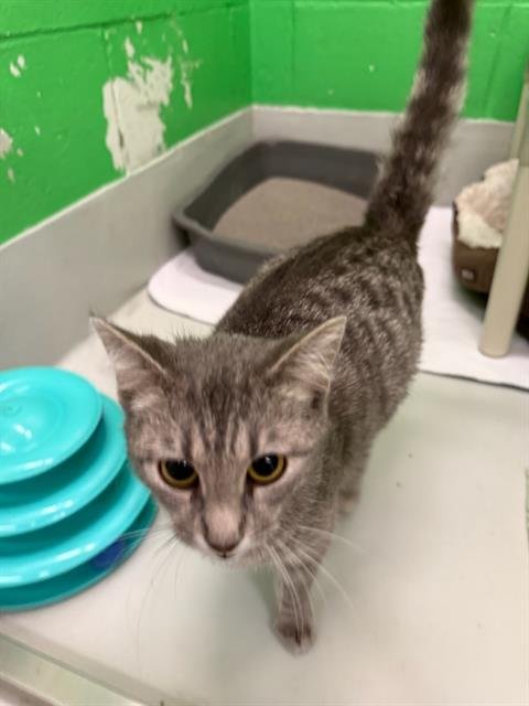 KELLYANNE - Domestic Short Hair available for adoption