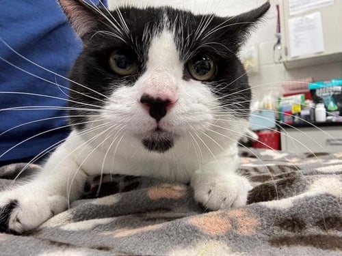 BRANCH - Domestic Short Hair available for adoption