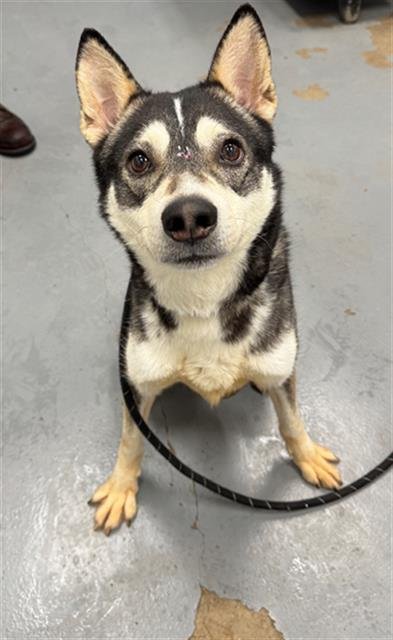 MERLIN - Siberian Husky available for adoption