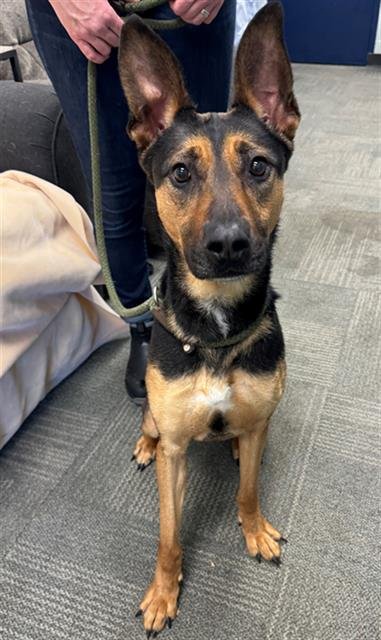 BRIAR - German Shepherd Dog available for adoption